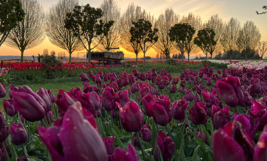 Blossoming Beyond Borders: Skagit Valley Tulip Festival and the Economic Growth of Skagit County Photo - Click Here to See