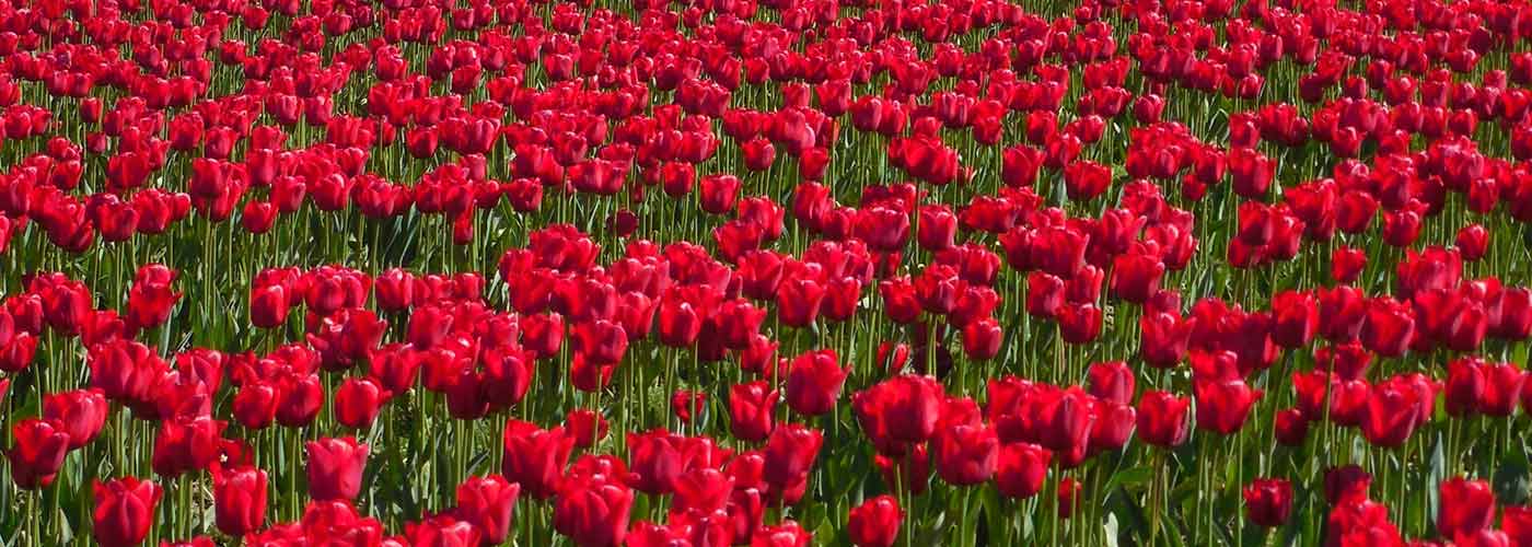 news, events and workshops