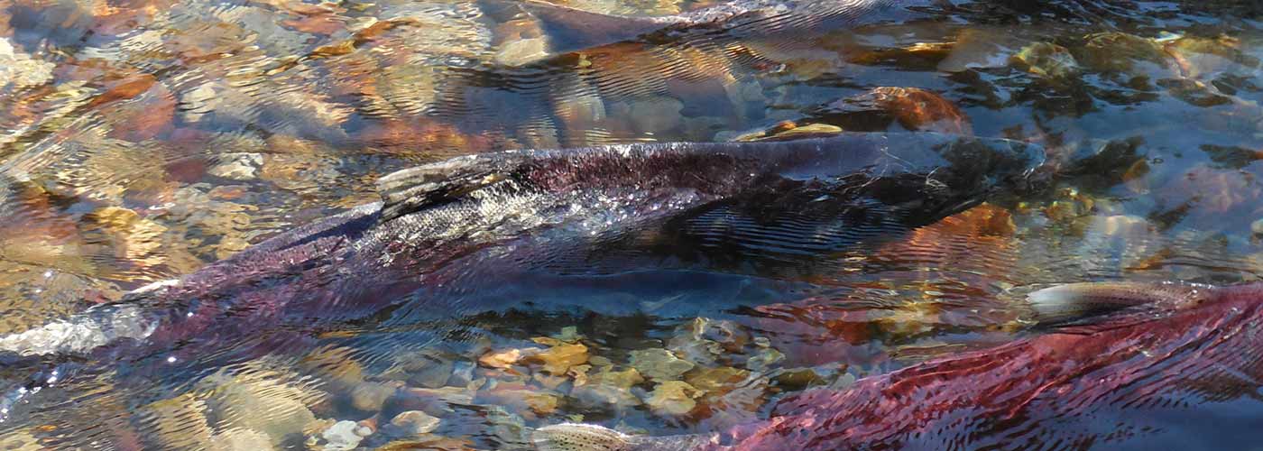 environment and natural resources